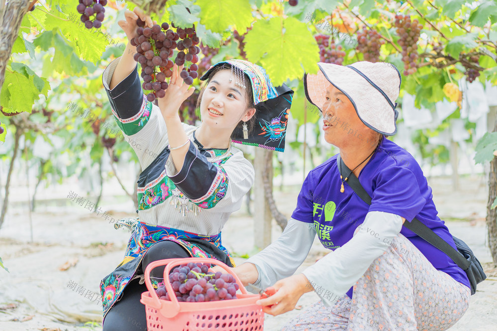 游客到吉首市河溪镇张排村葡萄园采摘葡萄与农互动  农旅融合兴乡村  葡萄名片引客来 