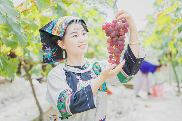 游客到吉首市河溪镇张排村葡萄园采摘葡萄与农互动  农旅融合兴乡村  葡萄名片引客来 