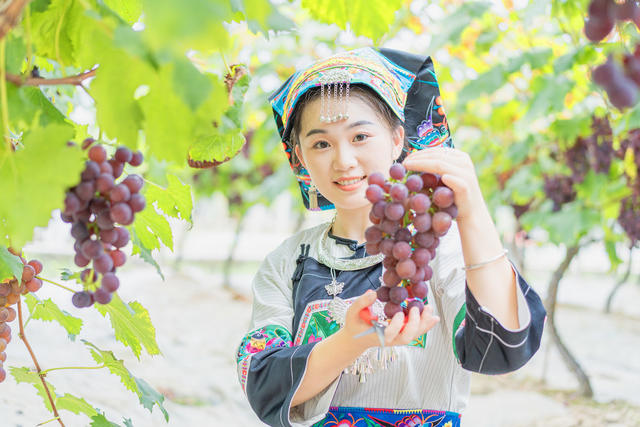 游客到吉首市河溪镇张排村葡萄园采摘葡萄与农互动  农旅融合兴乡村  葡萄名片引客来 