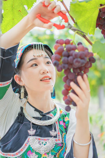 游客到吉首市河溪镇张排村葡萄园采摘葡萄与农互动  农旅融合兴乡村  葡萄名片引客来 