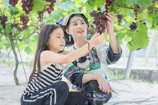 游客到吉首市河溪镇张排村葡萄园采摘葡萄与农互动  农旅融合兴乡村  葡萄名片引客来 