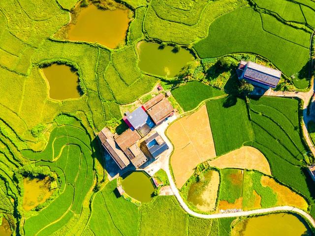 粮食生产  早稻  丰收  蓝天 