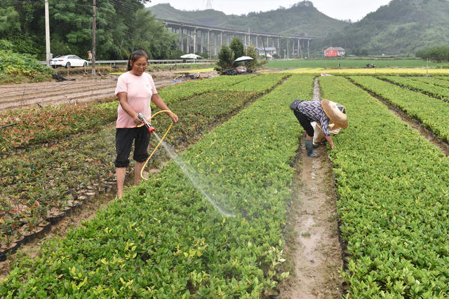 苗木叶面清淤