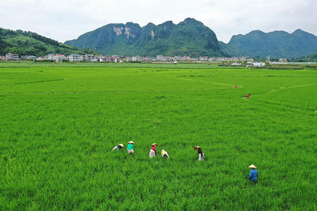 湖南，湘西，节气，小暑，农事，稻田管理，除草，水稻，无人机