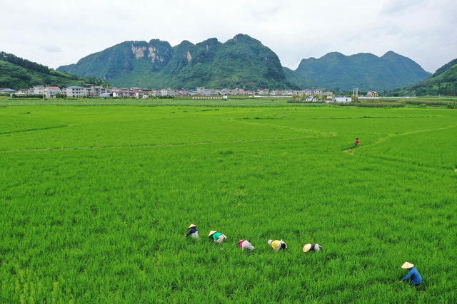 湖南，湘西，节气，小暑，农事，稻田管理，除草，水稻，无人机