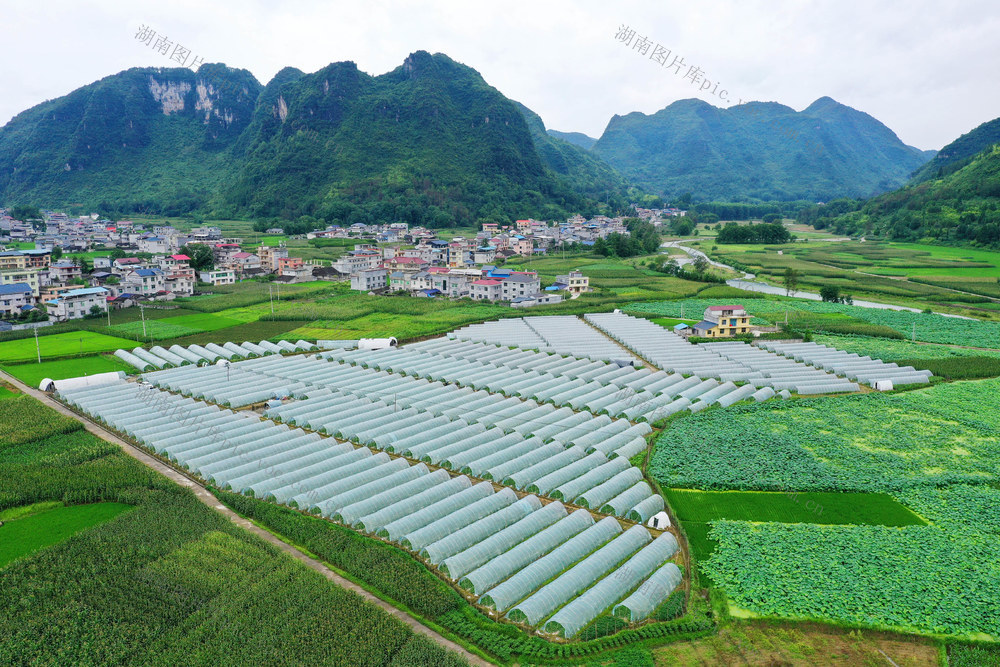 湖南，龙山，产业，乡村，美景，莲藕，水稻，小米，大棚，瓜果，美丽乡村，生态