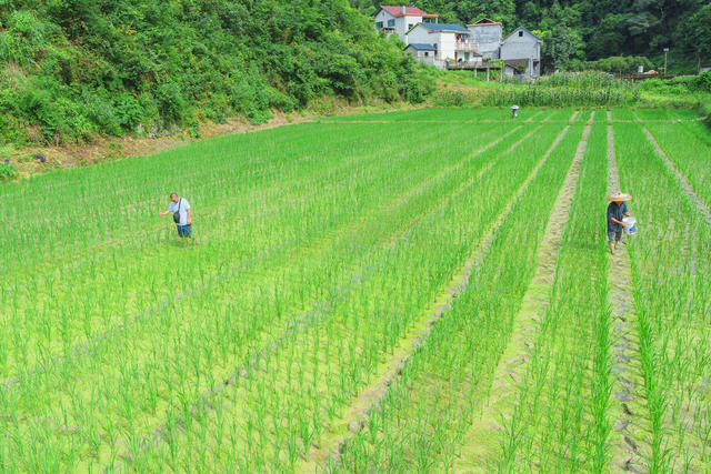 雨后施肥培管  确保稻禾成长