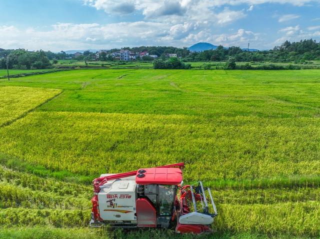 早稻
道县
开割 
