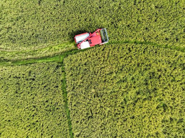 早稻
道县
开割 
