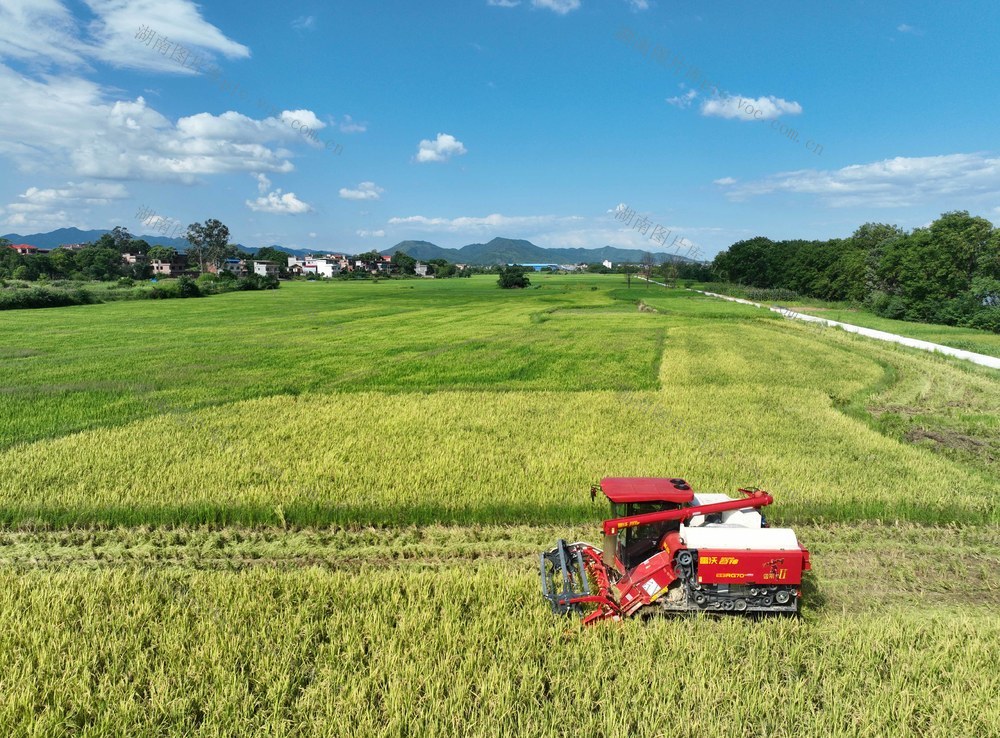 早稻
道县
开割 
