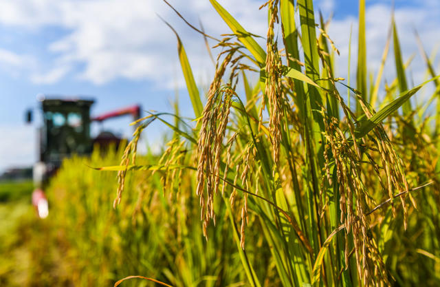 早稻
道县
开割 
