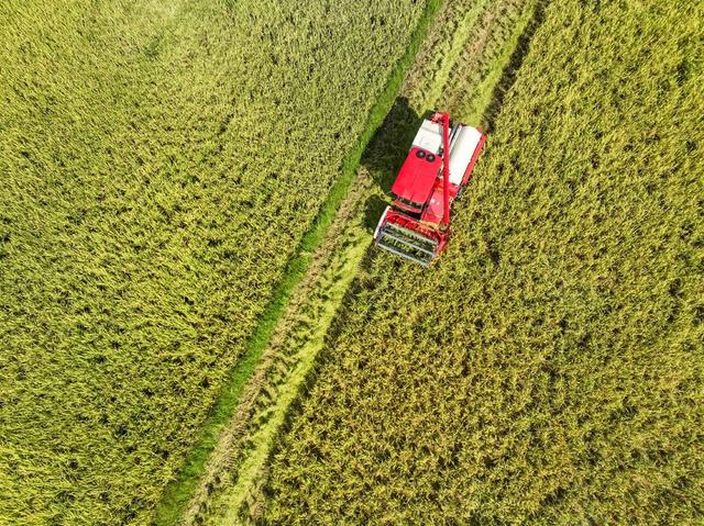 早稻
道县
开割 
