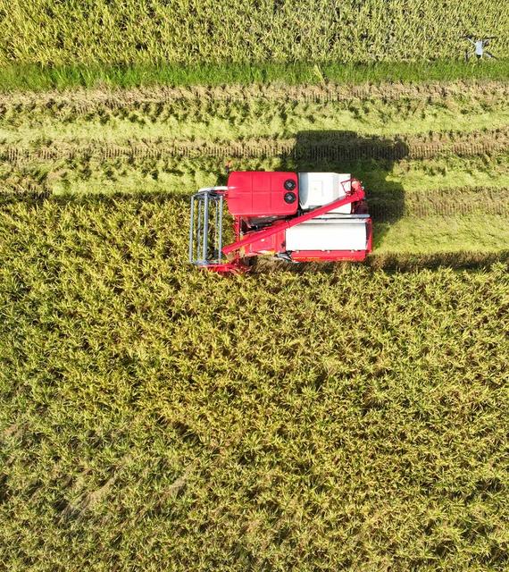 早稻
道县
开割 
