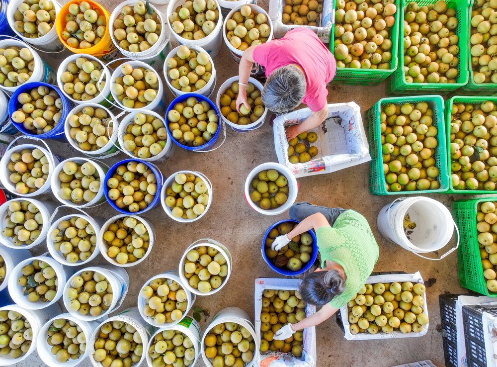 产业
道县
水果
