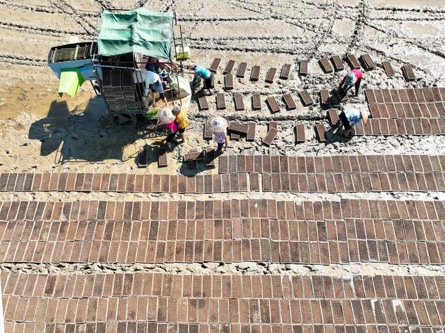 秧盘
道县
晚稻
