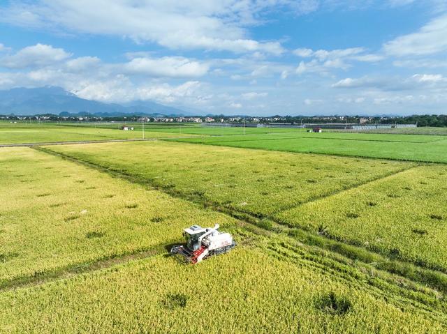 早稻
收割
道县
粮食