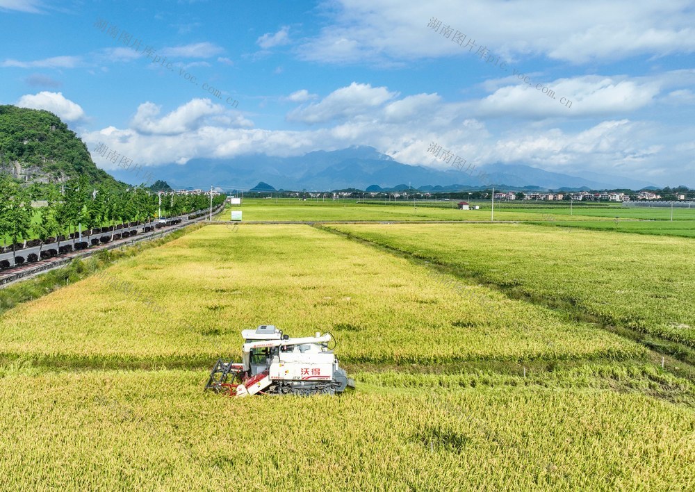 早稻
收割
道县
粮食