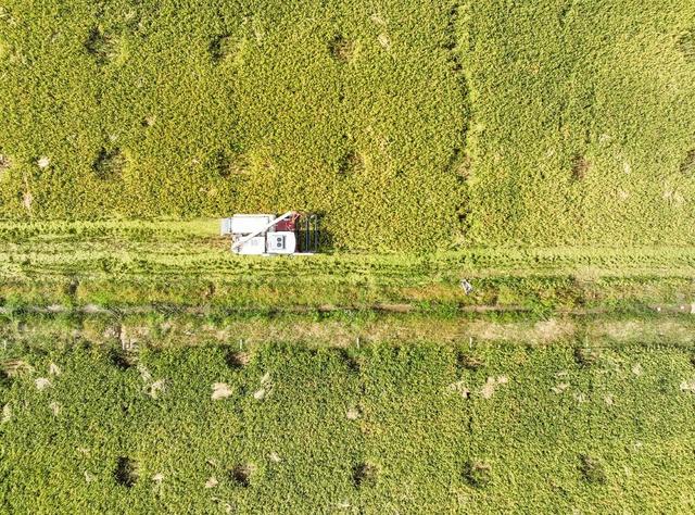 早稻
收割
道县
粮食