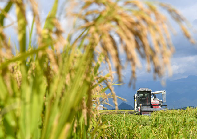 早稻
收割
道县
粮食