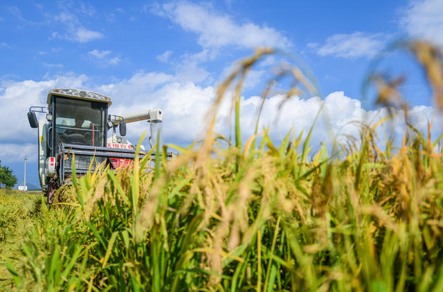 早稻
收割
道县
粮食