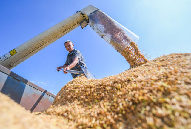 早稻
收割
道县
粮食