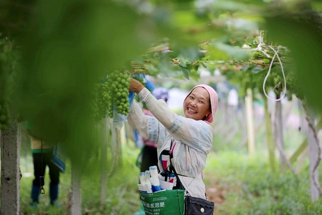 葡萄、农业、夏管、产业、种植