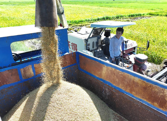 小暑 节气 粮食 生产 早稻 收割 晚稻 耕种 农时 农事