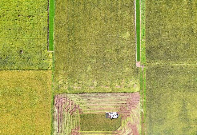 小暑 节气 粮食 生产 早稻 收割 晚稻 耕种 农时 农事