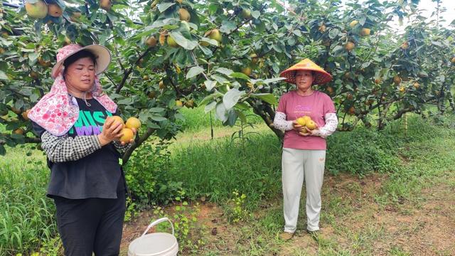 瑶山雪梨喜迎丰收，“线上+线下”销售模式，农民增收致富助力乡村振兴。