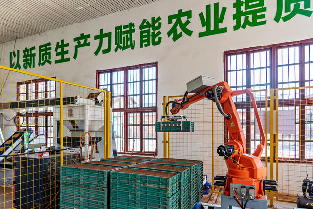 生产自救  育秧补插 减损