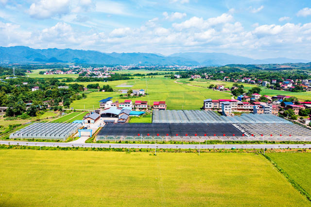 美丽乡村  丰收图景