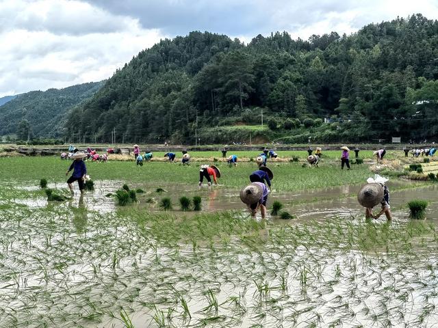 灾后重建 农业经济恢复  水稻