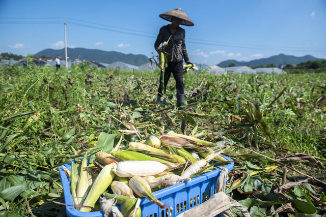 湖南娄底  玉米 小暑 夏收