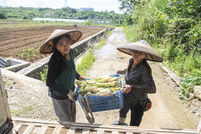 湖南娄底  玉米 小暑 夏收