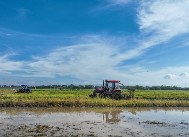 晚稻
生产
道县
