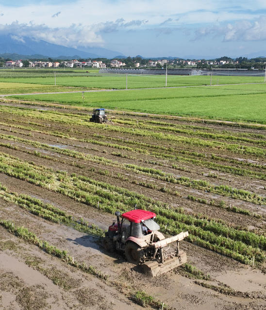 晚稻
生产
道县
