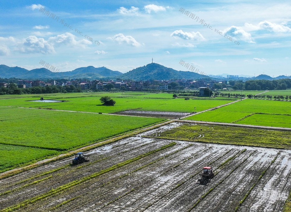 晚稻
生产
道县
