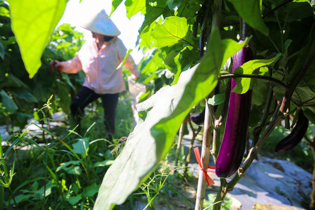 增收 土地流转 家门口就业 富硒蔬菜 农业 村集体 保底分红 蔬菜基地