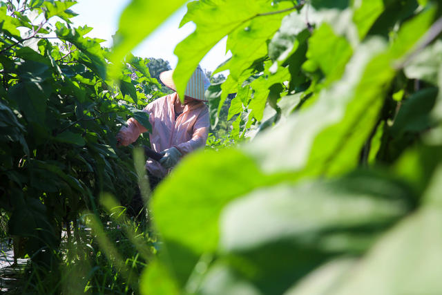 增收 土地流转 家门口就业 富硒蔬菜 农业 村集体 保底分红 蔬菜基地