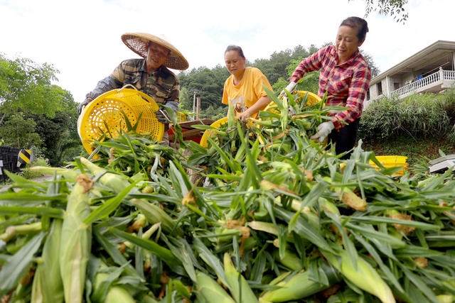 农业、产业、玉米、农村、订单农业