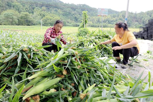 农业、产业、玉米、农村、订单农业