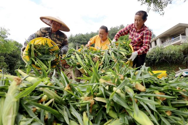 农业、产业、玉米、农村、订单农业