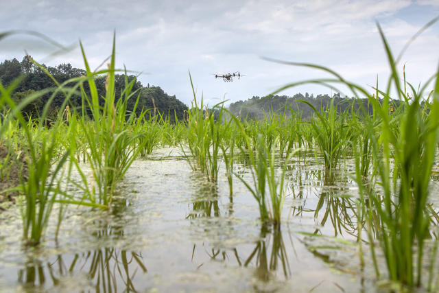 湖南，湘西，节气，小暑，农事，无人机，田间管理，农药