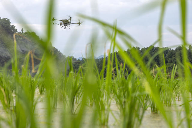 湖南，湘西，节气，小暑，农事，无人机，田间管理，农药
