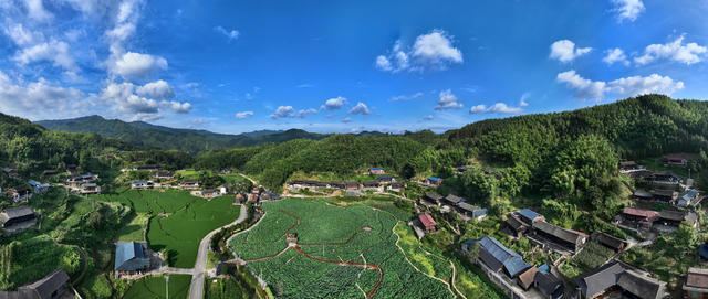 荷花绽放游客来