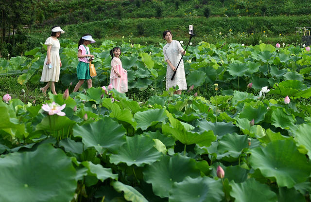 乡村游，旅游，农村，暑假，田园，农耕文化，荷花，荷塘，市民，大自然，乡村，亲子