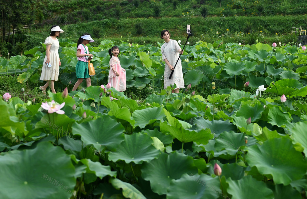 乡村游，旅游，农村，暑假，田园，农耕文化，荷花，荷塘，市民，大自然，乡村，亲子