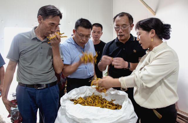 中药材    初加工    市场   黄柏