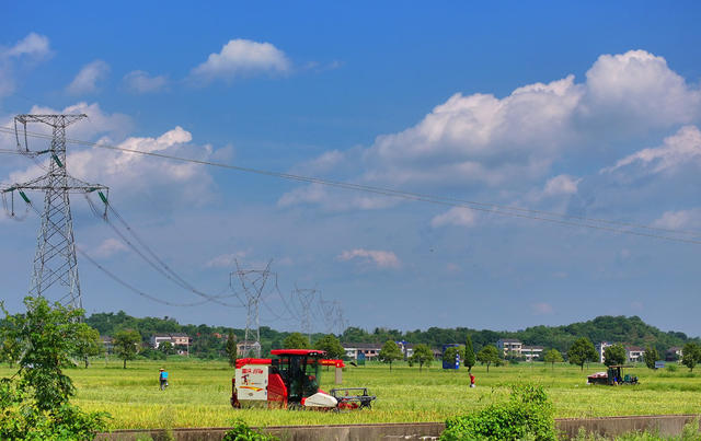 早稻 丰收 收割 