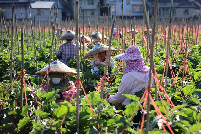 农业、蔬菜、夏管、产业、农产品